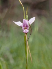 Diuris punctata