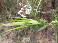 Leucopogon australis