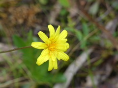 Microseris walteri