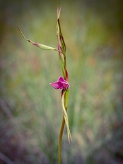 Diuris punctata