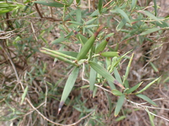 Leucopogon australis