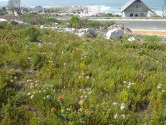 Leucospermum oleifolium