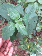 Isoglossa woodii