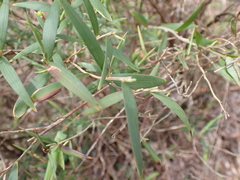 Leucopogon australis