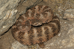 Crotalus tigris