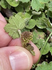Hydrocotyle laxiflora
