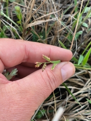 Urochloa mosambicensis