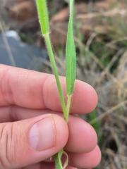 Urochloa mosambicensis