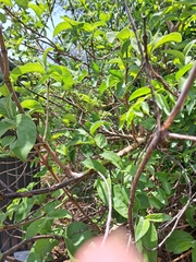 Vangueria