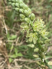 Albuca virens