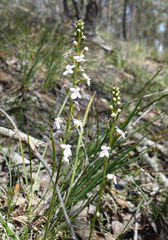 Stylidium armeria