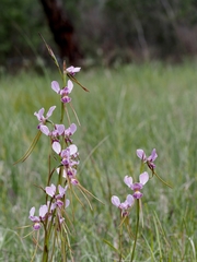 Diuris punctata