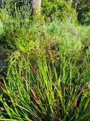 Juncus prismatocarpus