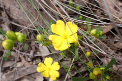 Hibbertia obtusifolia
