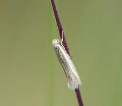 Tineidae