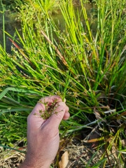 Juncus prismatocarpus