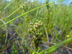 Erica axillaris