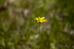 Microseris walteri