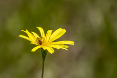 Microseris walteri