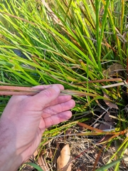 Juncus prismatocarpus