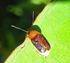 Aporocera