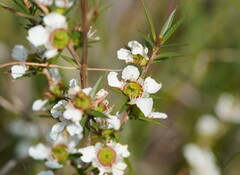 Leptospermum continentale