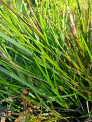 Juncus prismatocarpus