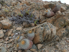 Copiapoa gigantea