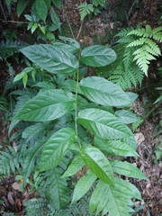 Rubus pyrifolius