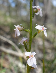 Stylidium armeria