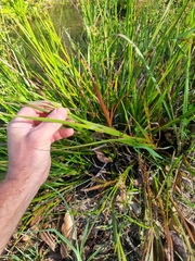 Juncus prismatocarpus