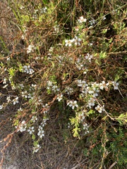 Leptospermum laevigatum