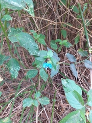 Commelina