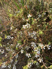 Leptospermum laevigatum