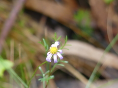 Brachyscome multifida