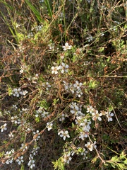 Leptospermum laevigatum