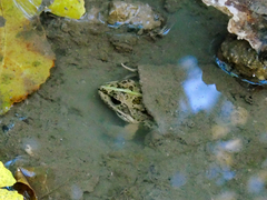 Pelophylax kurtmuelleri