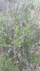 Flourensia thurifera