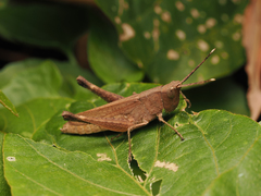 Phlaeoba antennata