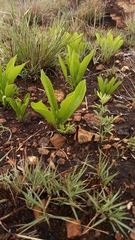 Pygmaeothamnus zeyheri