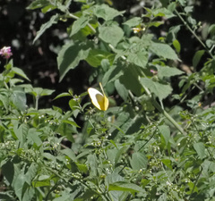 Catopsilia gorgophone