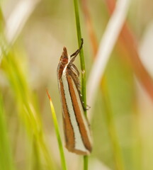 Corynophora lativittalis