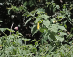 Catopsilia gorgophone