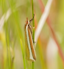 Corynophora lativittalis
