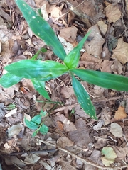 Coleotrype natalensis