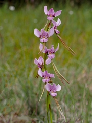 Diuris punctata