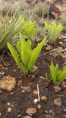 Pygmaeothamnus zeyheri