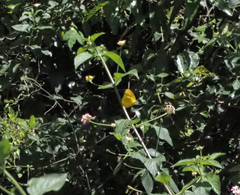 Catopsilia gorgophone