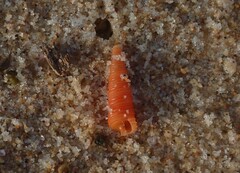 Seila crocea