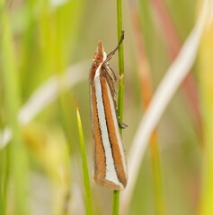 Corynophora lativittalis